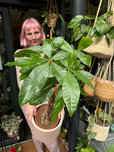 Pachira aquatica / Money Tree / Guiana Chestnut - 19cm Pot - *Local Delivery or Local Pick Up Only*