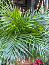 Load image into Gallery viewer, Dypsis lutescens / Areca Palm - *Local Delivery or Local Pick Up Only*
