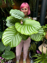 Load image into Gallery viewer, Calathea orbifolia / Prayer Plant
