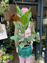 Load image into Gallery viewer, Ficus benghalensis Joy / Benghali Fig- *Local Delivery or Local Pick Up Only*
