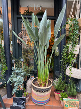 Load image into Gallery viewer, Strelitzia reginae / Bird of Paradise - *Local Delivery or Local Pick Up Only*
