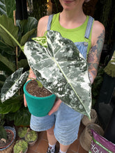 Load image into Gallery viewer, Alocasia micholitziana Frydek Variegata / Variegated Elephant Ear
