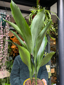 Aspidistra elatior / Cast Iron Plant - 19cm Pot - *Local Delivery or Local Pick Up Only*