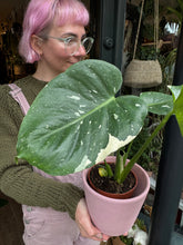Load image into Gallery viewer, Monstera Thai Constellation / Variegated Cheese Plant
