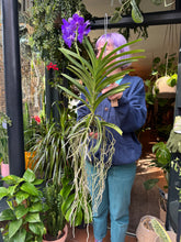 Load image into Gallery viewer, Hanging Vanda Orchid - Mixed Flower Colours
