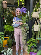 Load image into Gallery viewer, Hanging Vanda Orchid - Mixed Flower Colours
