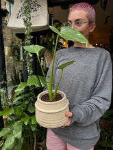 Load image into Gallery viewer, Monstera Thai Constellation / Variegated Cheese Plant
