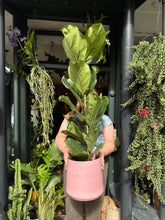 Load image into Gallery viewer, Ficus lyrata / Fiddle Leaf Fig - *Local Delivery or Local Pick Up Only*
