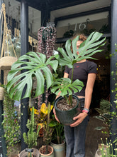Load image into Gallery viewer, Monstera deliciosa Large Form / Cheese Plant - *Local Delivery or Local Pick Up Only*
