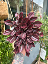Load image into Gallery viewer, Peperomia caperata &#39;Cayenne&#39; / Radiator Plant
