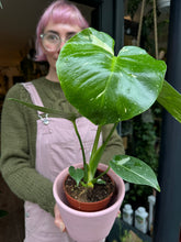 Load image into Gallery viewer, Monstera Thai Constellation / Variegated Cheese Plant
