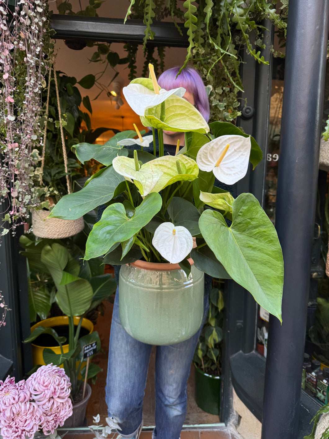 Anthurium andraeanum White - *Local Delivery or Local Pick Up Only*