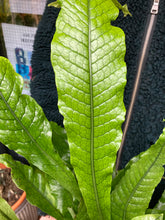 Load image into Gallery viewer, Microsorum musifolium crocodyllus - Crocodile Fern

