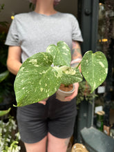 Load image into Gallery viewer, Monstera Thai Constellation / Variegated Cheese Plant
