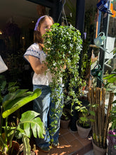 Load image into Gallery viewer, Cissus striata / Parthenocissus / Miniature Grape Ivy / Verona Vein - 19cm Pot
