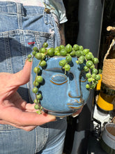Load image into Gallery viewer, Senecio herreianus / String of Beads - 6cm Pot
