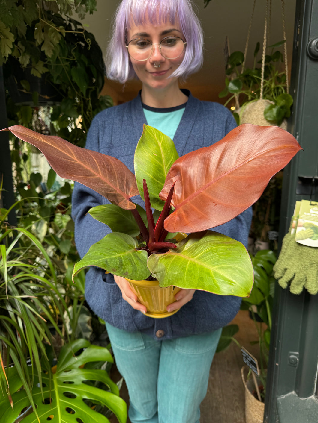 Philodendron Sunlight