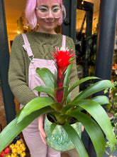 Load image into Gallery viewer, Guzmania Hope / Bromeliad
