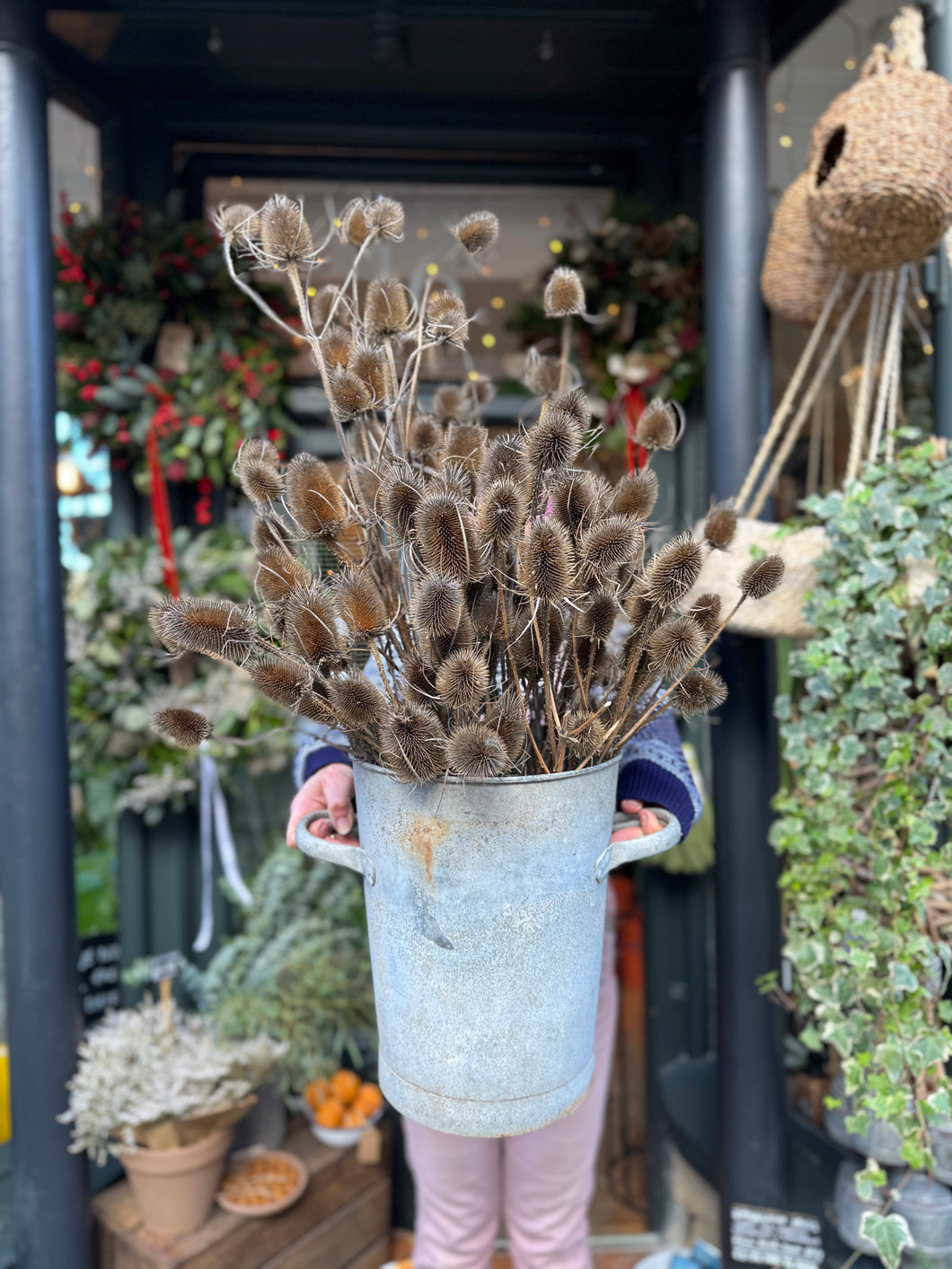 Teasels / Dipsacus - Price Per Stem