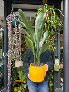 Aspidistra elatior / Cast Iron Plant - 19cm Pot - *Local Delivery or Local Pick Up Only*