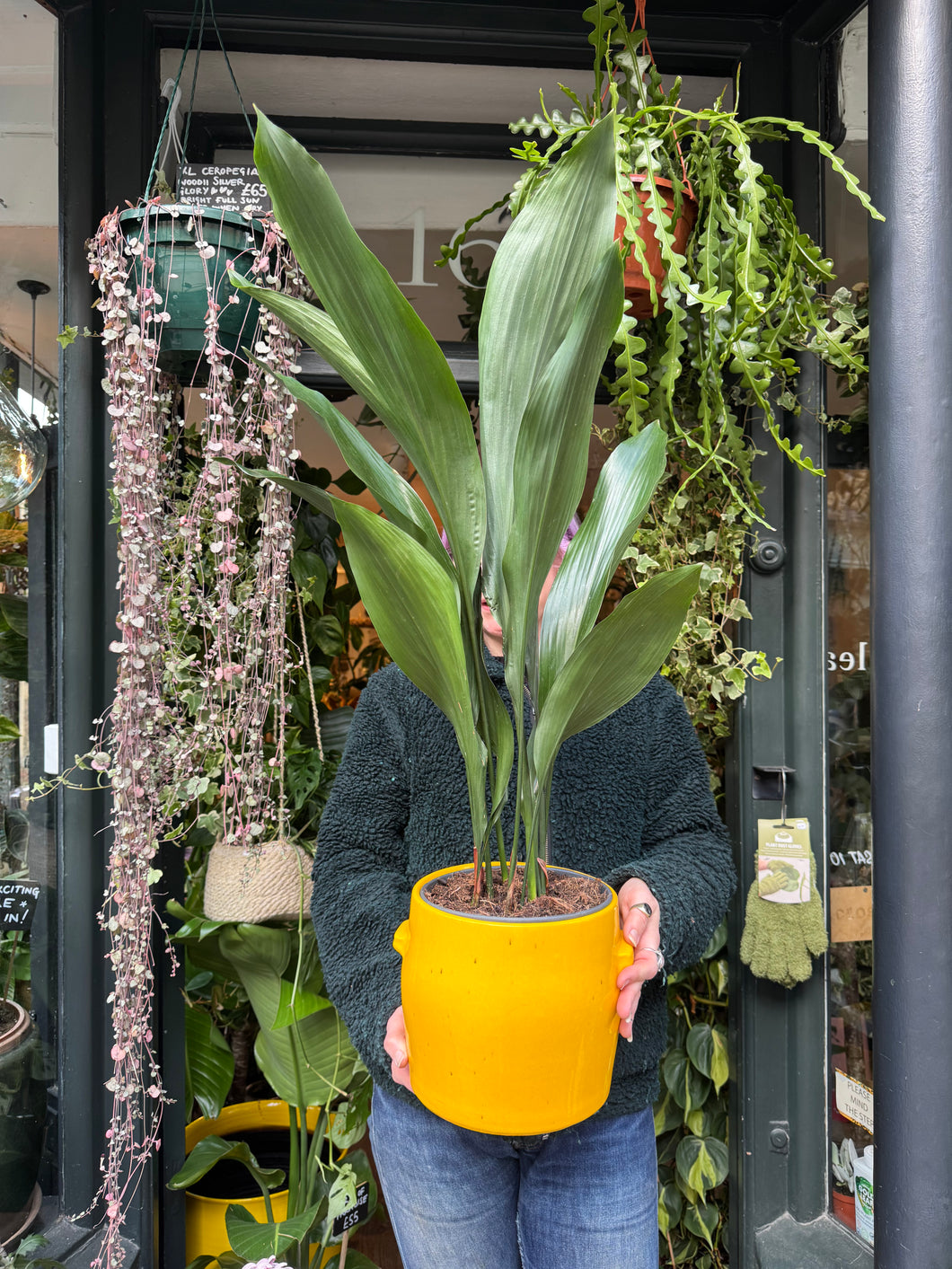 Aspidistra elatior / Cast Iron Plant - 19cm Pot - *Local Delivery or Local Pick Up Only*