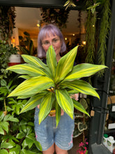 Load image into Gallery viewer, Cordyline fruticosa Kiwi / Ti Plant / Good Luck Plant
