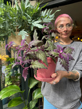 Load image into Gallery viewer, Gynura aurantiaca / Purple Passion Plant
