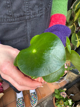 Load image into Gallery viewer, Peperomia arifolia / Radiator Plant
