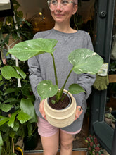 Load image into Gallery viewer, Monstera Thai Constellation / Variegated Cheese Plant
