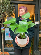 Load image into Gallery viewer, Monstera deliciosa 14cm Pot - *Local Delivery or Local Pick Up Only*
