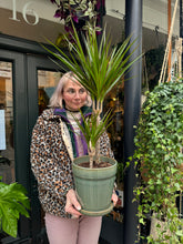 Load image into Gallery viewer, Dracaena marginata / Dragon Tree - *Local Delivery or Local Pick Up Only*
