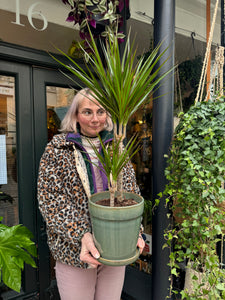 Dracaena marginata / Dragon Tree - *Local Delivery or Local Pick Up Only*