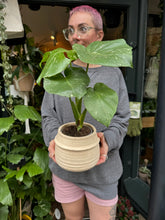 Load image into Gallery viewer, Monstera Thai Constellation / Variegated Cheese Plant
