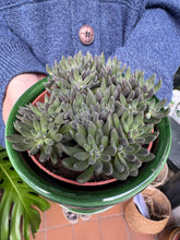 Load image into Gallery viewer, Crassula crassimus / Crassula Hybrid
