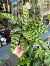 Load image into Gallery viewer, Calathea lancifolia Insigne / Rattlesnake Prayer Plant - 12cm Pot
