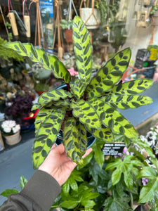 Calathea lancifolia Insigne / Rattlesnake Prayer Plant - 12cm Pot