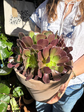 Load image into Gallery viewer, Aeonium arboreum / Tree House Leek

