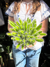 Load image into Gallery viewer, Hylocereus undatus / Dragon Fruit
