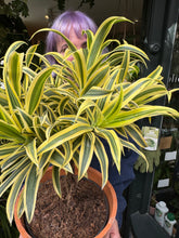 Load image into Gallery viewer, Dracaena reflexa / Song of India / Dragon Tree - *Local Delivery or Local Pick Up Only*
