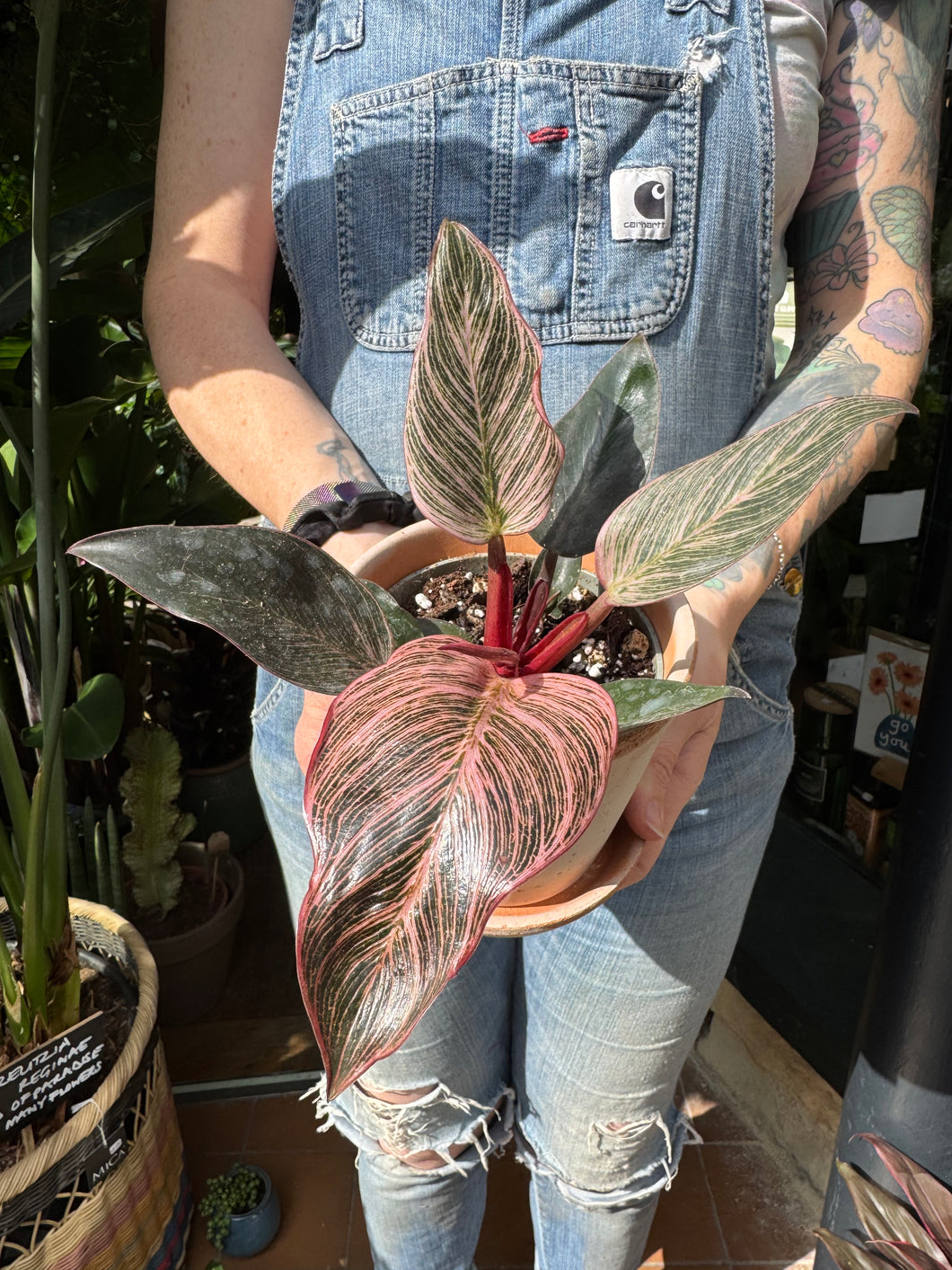 Philodendron Birkin Pink / Pink Bikini