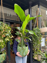 Load image into Gallery viewer, Strelitzia nicolai / Bird Of Paradise - 24cm Pot - *Local Delivery or Local Pick Up Only*
