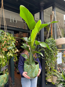 Strelitzia nicolai / Bird Of Paradise - 24cm Pot - *Local Delivery or Local Pick Up Only*