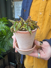 Load image into Gallery viewer, Begonia amphioxus / Elongated Begonia
