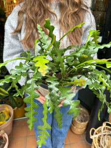 Epiphyllum anguliger 14cm Pot - Fishbone Cactus