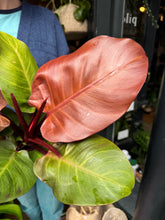 Load image into Gallery viewer, Philodendron Sunlight
