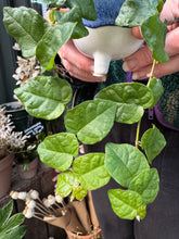 Load image into Gallery viewer, Ficus pumila Arina / Climbing Fig
