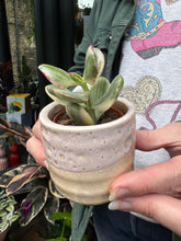 Load image into Gallery viewer, Crassula ovata Variegata / Variegated Jade Plant
