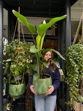 Load image into Gallery viewer, Strelitzia nicolai / Bird Of Paradise - 24cm Pot - *Local Delivery or Local Pick Up Only*
