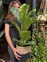 Load image into Gallery viewer, Ficus lyrata / Fiddle Leaf Fig - *Local Delivery or Local Pick Up Only*
