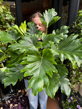 Load image into Gallery viewer, Philodendron bipinnatifidum Little Hope / Tree Philodendron - *Local Delivery or Local Pick Up Only*
